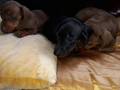 Miniature Dachshund puppies in Laois