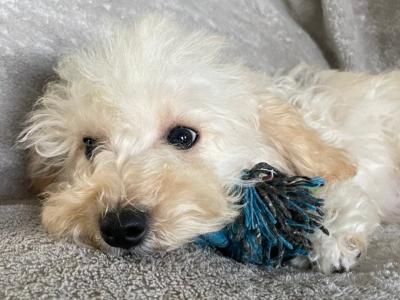 F1b Miniature male Maltipoo puppy 4 months old in Carlow