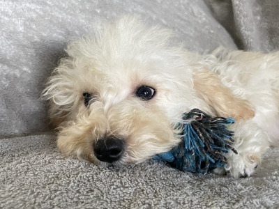 F1b Mini male Maltipoo puppy in Carlow