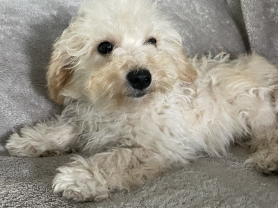F1b Mini male Maltipoo puppy in Carlow