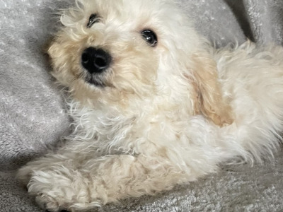 F1b Mini male Maltipoo puppy in Carlow