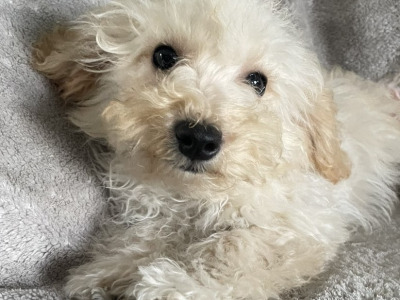 F1b Mini male Maltipoo puppy in Carlow