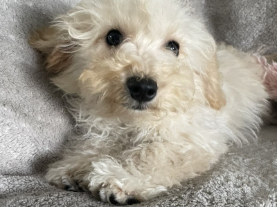 F1b Mini male Maltipoo puppy in Carlow