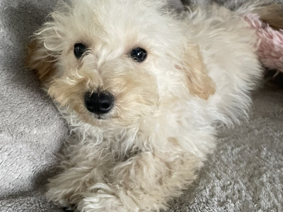 F1b Mini male Maltipoo puppy in Carlow