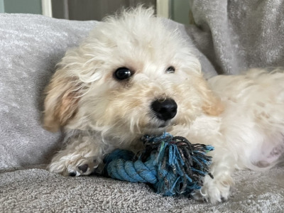 F1b Mini male Maltipoo puppy in Carlow