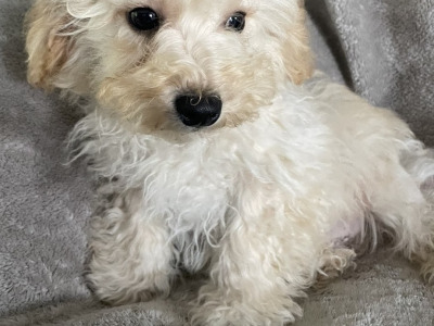 F1b Mini male Maltipoo puppy in Carlow