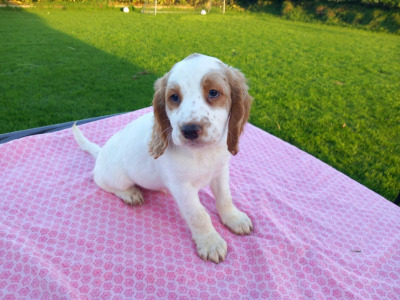 IKC Registered Cocker Spaniel puppies in Kilkenny