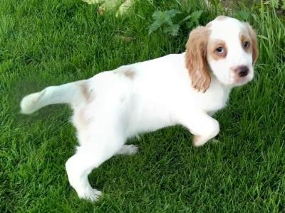 IKC Registered Cocker Spaniel puppies in Kilkenny