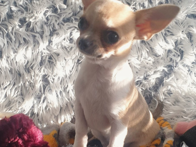 Boy/Girl IKC Registered Pedigree Chihuahua puppies Dublin Beautiful Temperament & Pedigree Heritage