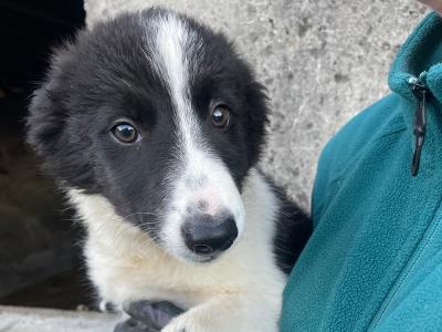 Border Collie pups for sale in Galway