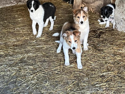 Border Collie pups for sale in Galway