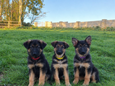 IKC Registered Straight Back German Shepperd puppies in Waterford