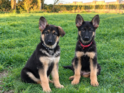 IKC Registered Straight Back German Shepperd puppies in Waterford