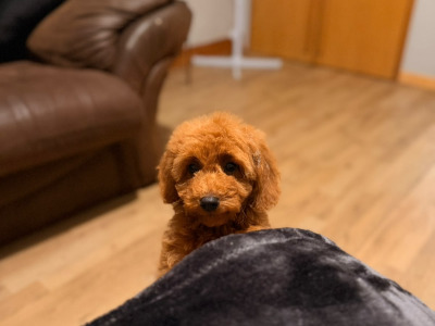 Miniature Double Goldendoodle Puppies🌟 in Wexford