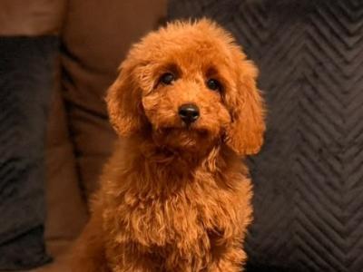 Miniature Double Goldendoodle Puppies🌟 in Wexford
