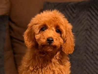 Miniature Double Goldendoodle puppies🌟 in Wexford