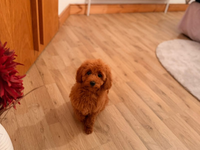 Miniature Double Goldendoodle Puppies🌟 in Wexford