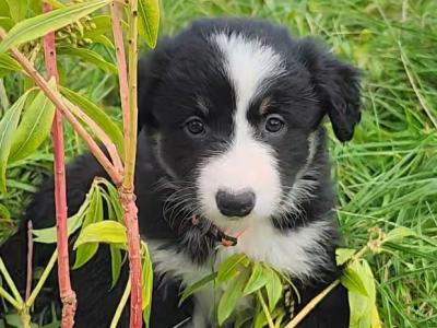 Beautiful Border Collie puppies in Kerry