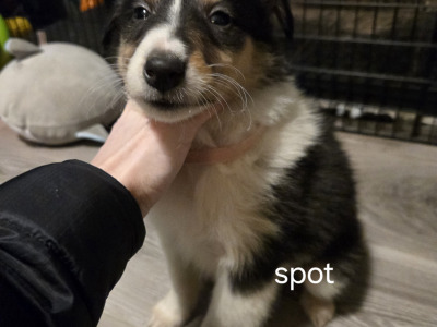 Tricolour Rough Collie puppies in Galway. Call 0851475197