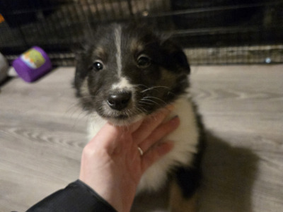Tricolour Rough Collie puppies in Galway. Call 0851475197
