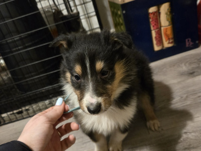 Tricolour Rough Collie puppies in Galway. Call 0851475197