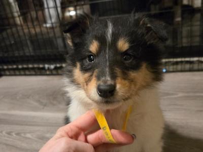 Tricolour Rough Collie puppies in Galway. Male and female