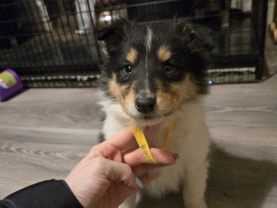 Tricolour Rough Collie puppies in Galway. Call 0851475197