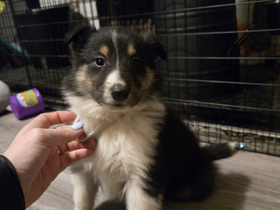 Tricolour Rough Collie puppies in Galway. Call 0851475197