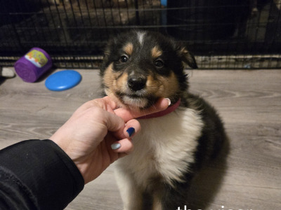 Tricolour Rough Collie puppies in Galway. Call 0851475197