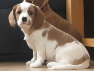 Cavalier King Charles Spaniel x Yorkshire Terrier puppies in Mayo