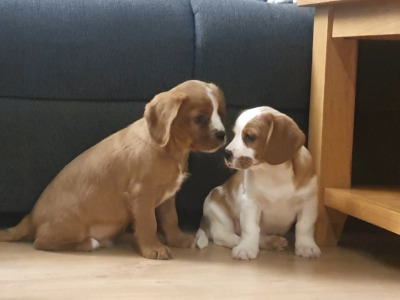 Cavalier King Charles Spaniel x Yorkshire Terrier puppies in Mayo