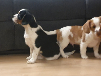 Cavalier King Charles Spaniel x Yorkshire Terrier puppies in Mayo