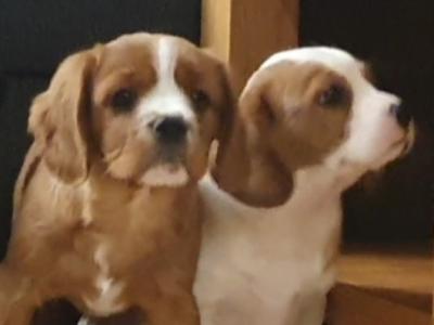 Cavalier King Charles Spaniel x Yorkshire Terrier puppies in Mayo