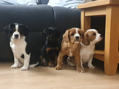 Cavalier King Charles Spaniel x Yorkshire Terrier puppies in Mayo