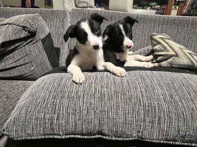 ⭐️LAST 2 left out of 9⭐️well Bred Working Border puppies  🔴cork