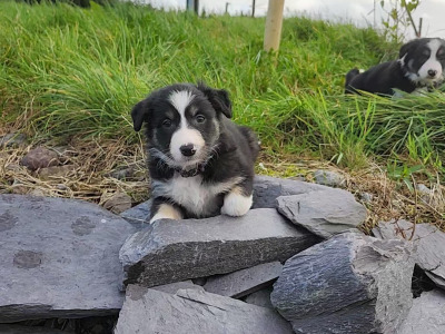 Beautiful Border Collie puppies in Kerry