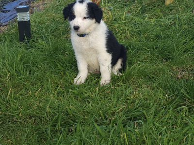 Beautiful Border Collie puppies in Kerry
