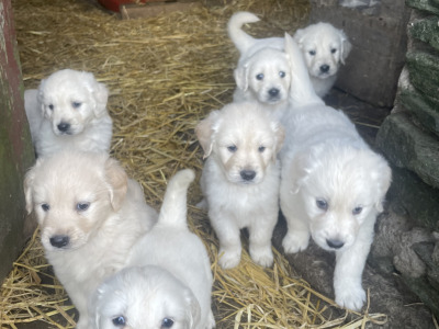 Golden Retriever puppies for sale in Kerry