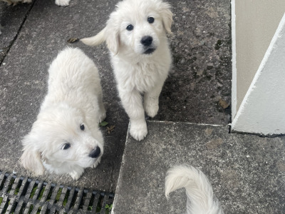 Golden Retriever puppies for sale in Kerry