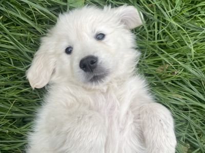 Golden Retriever puppies for sale in Kerry