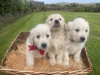 Golden Retriever puppies for sale in Kerry