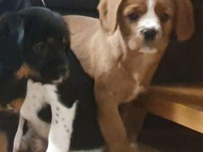 Cavalier King Charles Spaniel x Yorkshire Terrier puppies in Mayo