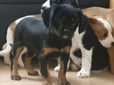 Cavalier King Charles Spaniel x Yorkshire Terrier puppies in Mayo