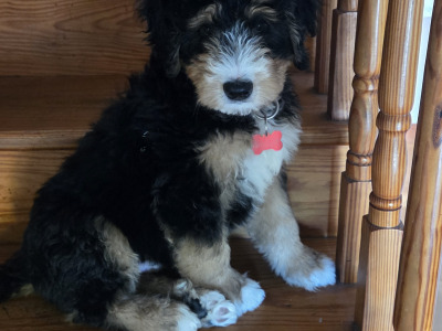 Ted the Bernedoodle, proven stud in Kilkenny