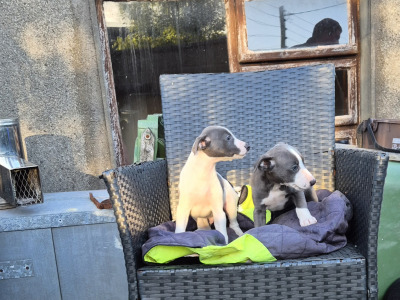 Whippet Pups for Sale