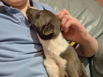 Whippet Pups for Sale