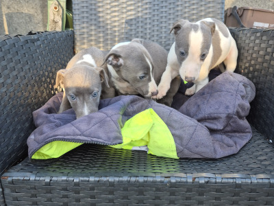 Whippet Pups for Sale