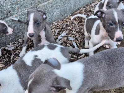 Whippet Pups for Sale