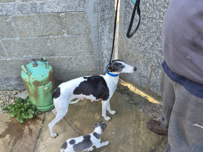 Whippet Pups for Sale