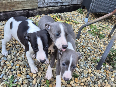Whippet Pups for Sale